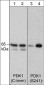 Anti-PDK1 (Ser-241), Phosphospecific Antibody